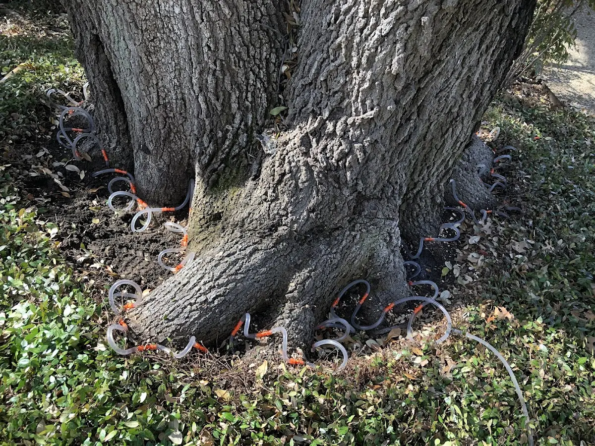 Detailed Tree Cabling and Bracing job site in Center City