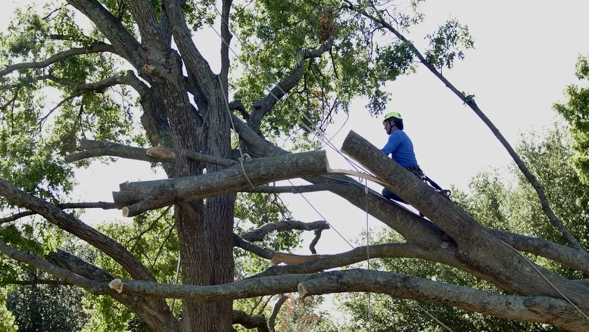 Professional Crown Thinning performed by certified arborists in Center City