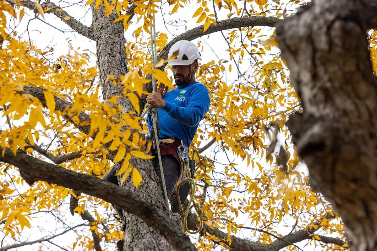 Skilled Tree Pruning crew working in Center City