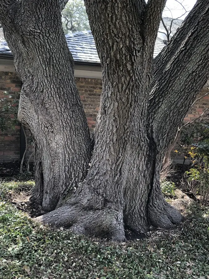 Mature heritage tree close to a Center City property cared for by certified arborists