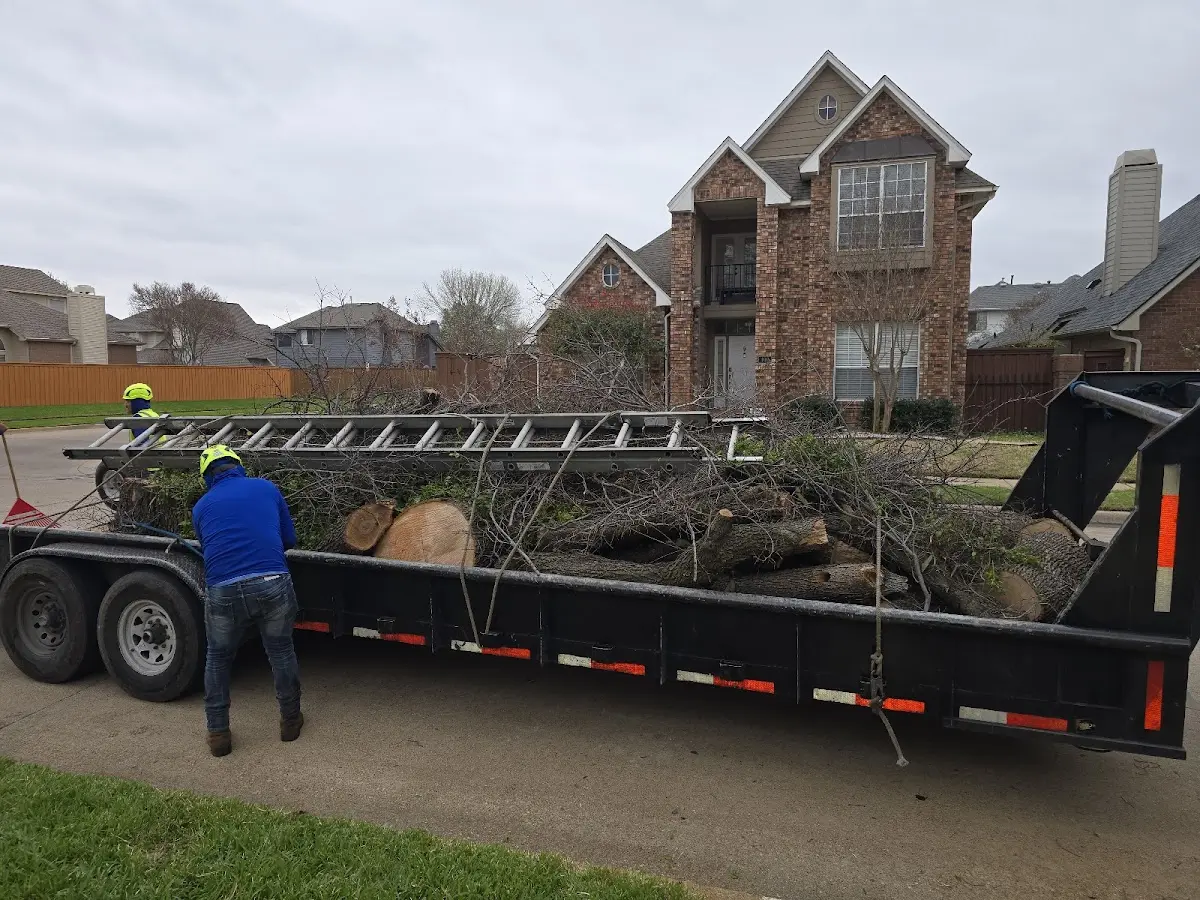 Expert Tree Removal with proper safety equipment in Center City